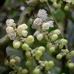 Image result for Rhipidoglossum densiflorum