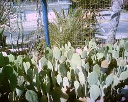 Things to do in dallas, tx. Orand Nursery 817 377 3090 Dallas Fort Worth Cacti Cactus Plant Sales Plants Cactus Plant Sale