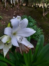 Image result for Crinum aurantiacum