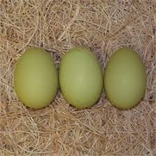 Real Bird Eggs For Sale Day Old Chicks Olive Egger Olive Egger Chicken Olive Egger My Pet Chicken