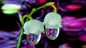 Maybe you would like to learn more about one of these? 15 Most Unique Flowers Youtube