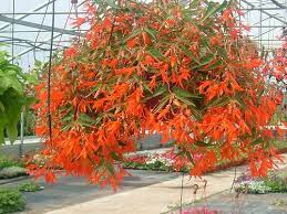 Bonfire Begonias Plants For Hanging Baskets Plants Begonia