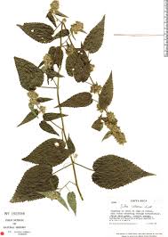 Image result for Sida urens