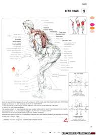 Muscles of the back can be divided into superficial, intermediate, and deep group.since the all the back muscles originate in embryo (fetus) form by locations other than the back, muscles in the. Category Training Anatomy Workout Strength Training Anatomy Barbell Row Gym Workout Tips
