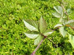 ふれあい広場周辺のつる植物 ヤブガラシやヒルガオ - あいかわ公園自然観察ガイド