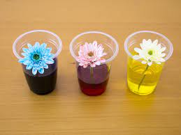 Flower colors of red, pink, blue and purple come mainly from the pigments called anthocyanins, which are in the class of chemicals called flavanoids (what gives plants their color). How To Dye Flowers With Food Colouring Activitybox Hong Kong S Craft Subscription Box For Kids