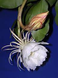 The flowers are short lived, and some of these species, such as selenicereus grandiflorus, bloom only once a year, for a single night. Epiphyllum Oxypetalum Wikipedia