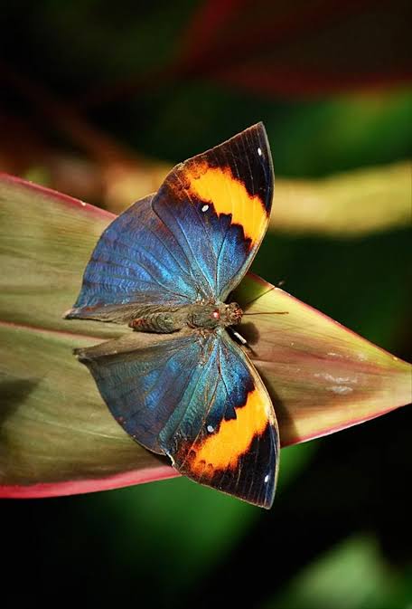 CG State Butterfly: पहली बार छत्तीसगढ़ चुनेगा अपनी राजकीय तितली, तीन प्रजातियों के बीच होगा मुकाबला, 31 अगस्त तक जनता करेगी वोटिंग