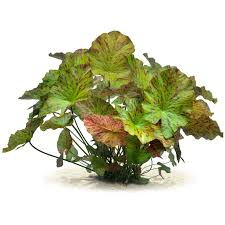 Image result for Nymphaea lotus