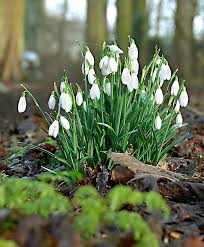 Buy all your plants and flower bulbs direct from the growers. Pin By Patricia Butler On Flores Plants Plants Online Garden Plants