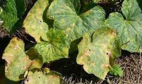 Why Are My Cucumber Leaves Turning Yellow And Dying
