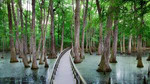 An evaporative cooler uses up to 75% less power than traditional air conditioners. Cypress Swamp Milepost 122 U S National Park Service