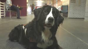 We did not find results for: Les Chiens Mira Youtube