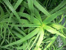 Image result for Aloe haroniensis