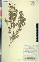 Image result for Crotalaria podocarpa