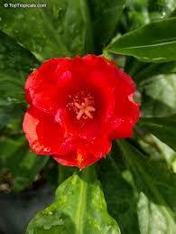 Image result for Pereskia