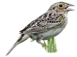 Image result for Achyrospermum schimperi