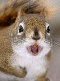 Angry Squirrel Angry Animals Cute Animal Photos Animal Photo