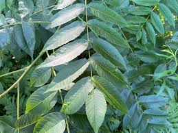 Image result for Juglans