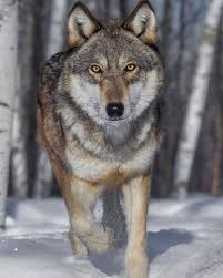 wolf by c cjm photography loup solitaire images loup photographie loup