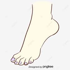 قدم الإنسان رسم صورة متجه القدم رسم القدم png والمتجهات للتحميل مجانا