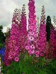 Pin By Marie Zelenkova On Trvalky Delphinium Flowers Flower Garden Beautiful Flowers