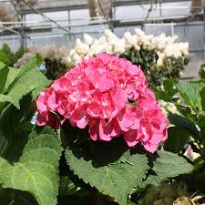 Image result for Hyparrhenia madaropoda