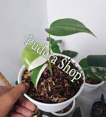 Hi everyone!it is almost my birthday and what better way than to celebrate with chopping up my 1 year old monstera albo! Pudora Shop All Plants Monstera Albo Variegated