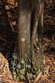 Image result for Callitris endlicheri