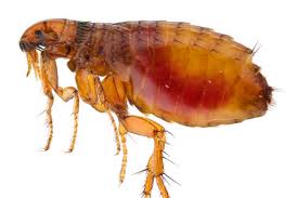 Just like other flea types, they have 4 stages of development with a cycle that takes between 2 to 3 weeks in a good environment. Fleas Home Fleas Cdc
