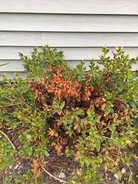 Help Why Is My Azalea Turning Red And Dry Gardening Garden Diy Home Flowers Roses Nature Landscaping Horticulture Azaleas Garden Help Horticulture