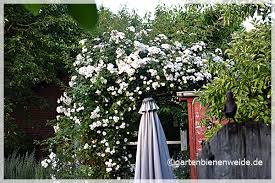 Bosenberg, gärtner der somerset rose nursery, usa eltern/parents/parentage: U4dic5qqk4er4m