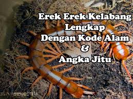 Mau tau cerita selanjutnya baca saja artikel berikut. Erek Erek Kelabang Lengkap Dengan Kode Alam Dan Angka Jitu Si Oyen