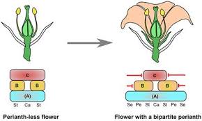 We did not find results for: Frontiers How To Evolve A Perianth A Review Of Cadastral Mechanisms For Perianth Identity Plant Science