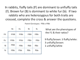 Use the gametes from #3 and #4 to set up a punnett square below. Dihybrid Cross Review Ppt Download