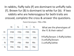 Make a key show the parental genotypes the results in the key parental cross phenotypic ratio 4. Dihybrid Cross Review Ppt Download