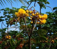 Image result for Campylospermum