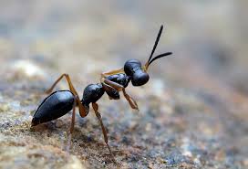 Image result for Gonatopus