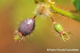 Image result for Blotiella crenata