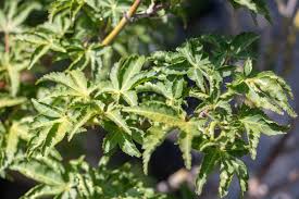 It was on sale, so i didn't really hesitate. Maple Japanese Shishigashira Tree Top Nursery Landscape Inc