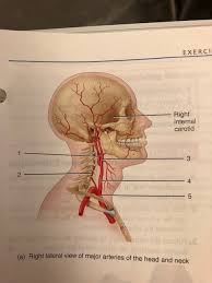 The internal carotid arteries are responsible for supplying the brain, eyes, and forehead. Figure 30 2 Arteries Of The Neck And Head A Diagram Quizlet