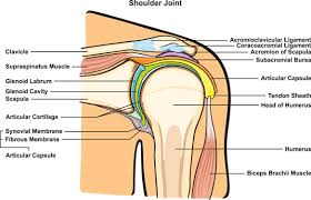The ligamentum coracohumerale (coracohumeral ligament) is fused with the subscapularis capsule and closes the gap between the musculus. Nhs Ayrshire Arran Subacromial Impingement Syndrome