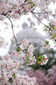 Flowering dogwood is the official state tree of missouri, and has been a long time favorite among native gardeners. Missouri Oa On Twitter It Feels Like Spring Is Finally Here To Stay We Are Loving The Beautiful Flowers And Trees In Full Bloom Around The Capitol Jcmo Https T Co 8nmz0gyesy