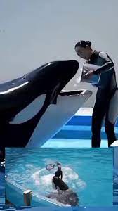 Cá Heo Và Cá Voi Sát Thủ | TikTok