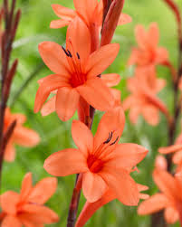 Image result for Watsonia borbonica