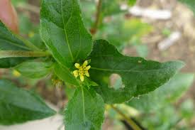 Image result for Synedrella