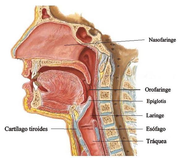 Resultado de imagem para laringe sistema respiratório
