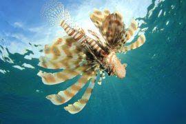 Image result for Bergia capensis