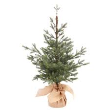 Balsam fir essential oil has many uses and health benefits such as for sore muscles and respiratory issues. Pin On Christmas
