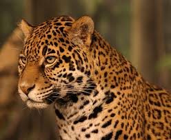 Once broken in i will start to see what the screen can do. Nicaragua Canal Would Threaten Endangered Species Says Study